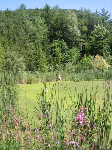 Swamp