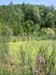 Swamp